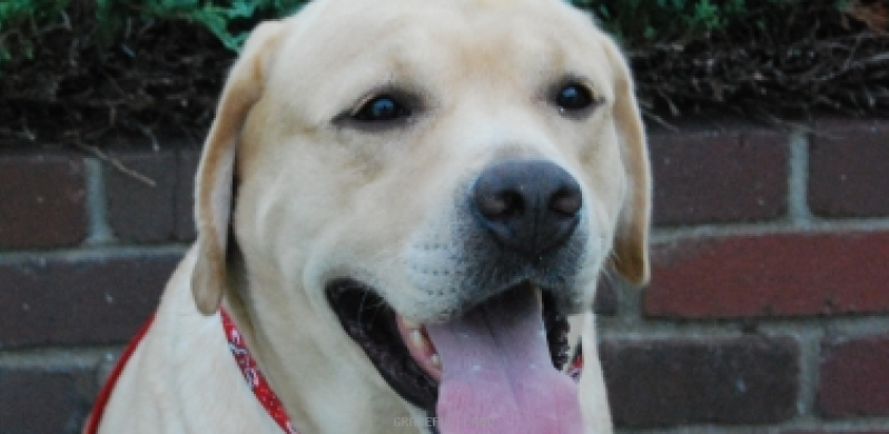 ソロモン(英国輸入ラブラドール) ソロモン(英国輸入ラブラドール)